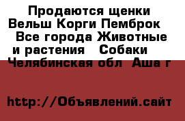 Продаются щенки Вельш Корги Пемброк  - Все города Животные и растения » Собаки   . Челябинская обл.,Аша г.